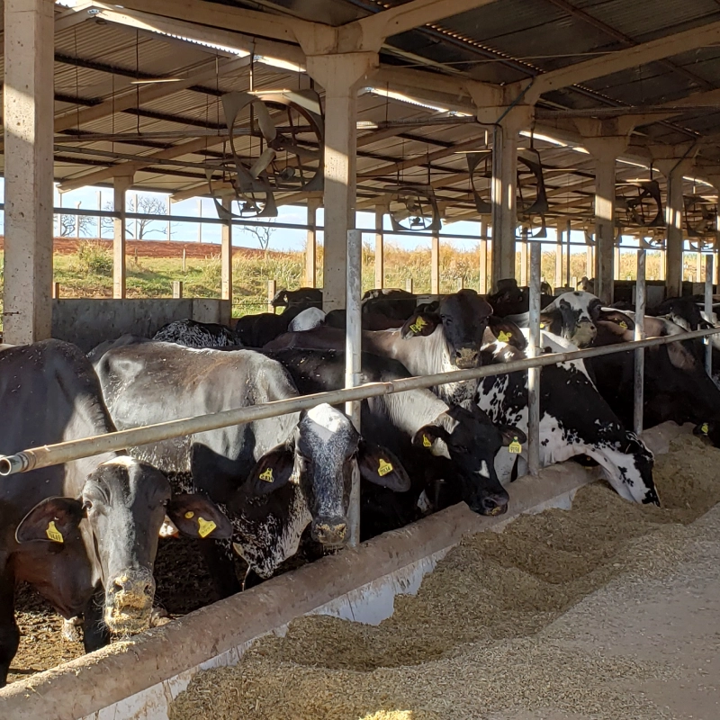 Fazenda Xapetuba1